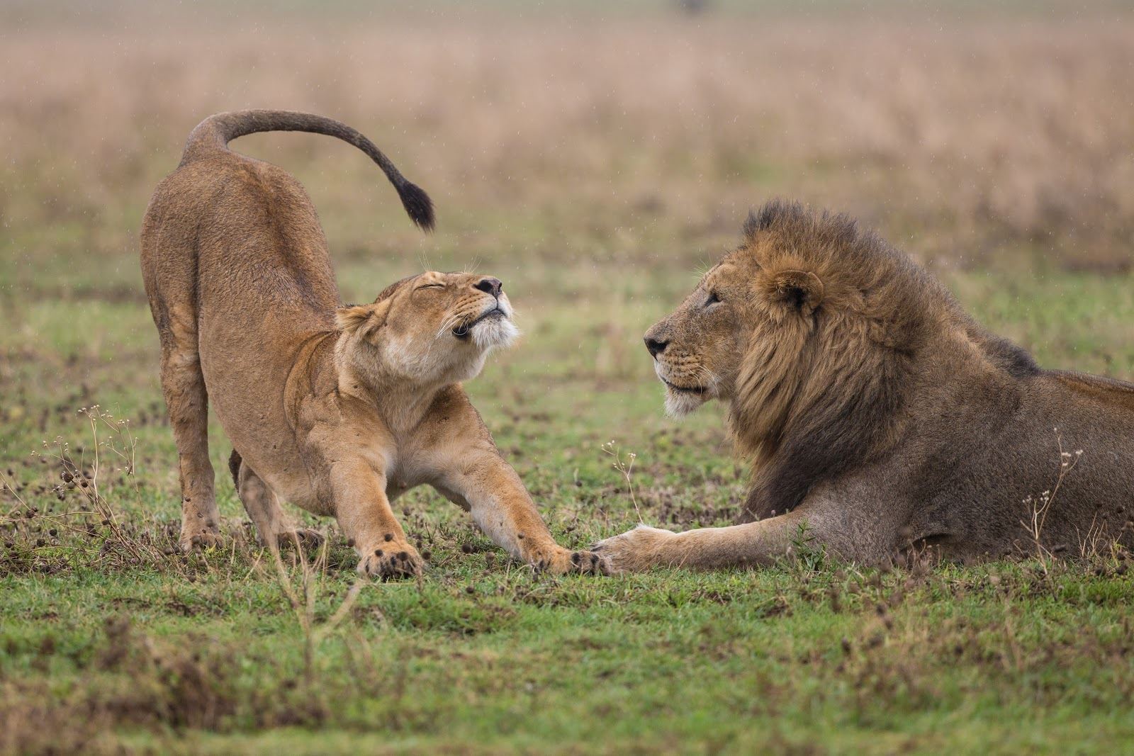 A female lion stretching in front of a mal lion